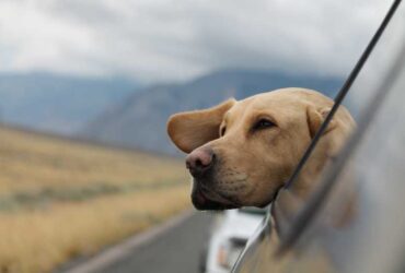 cómo viajar con mascota en el auto